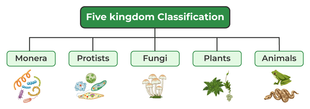 Five Kingdom Classification