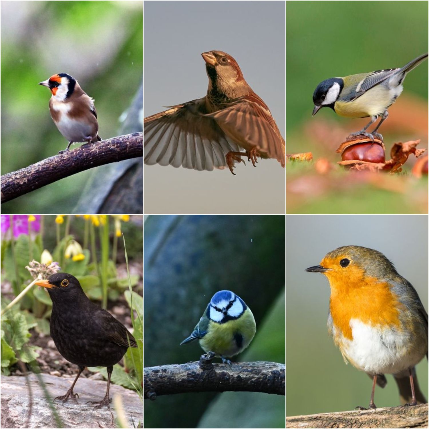 Birds