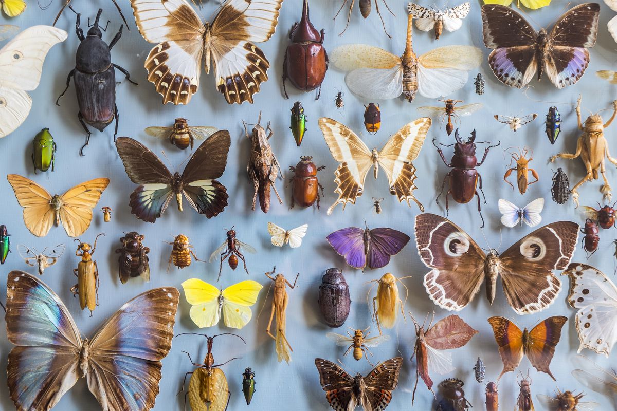 Insects