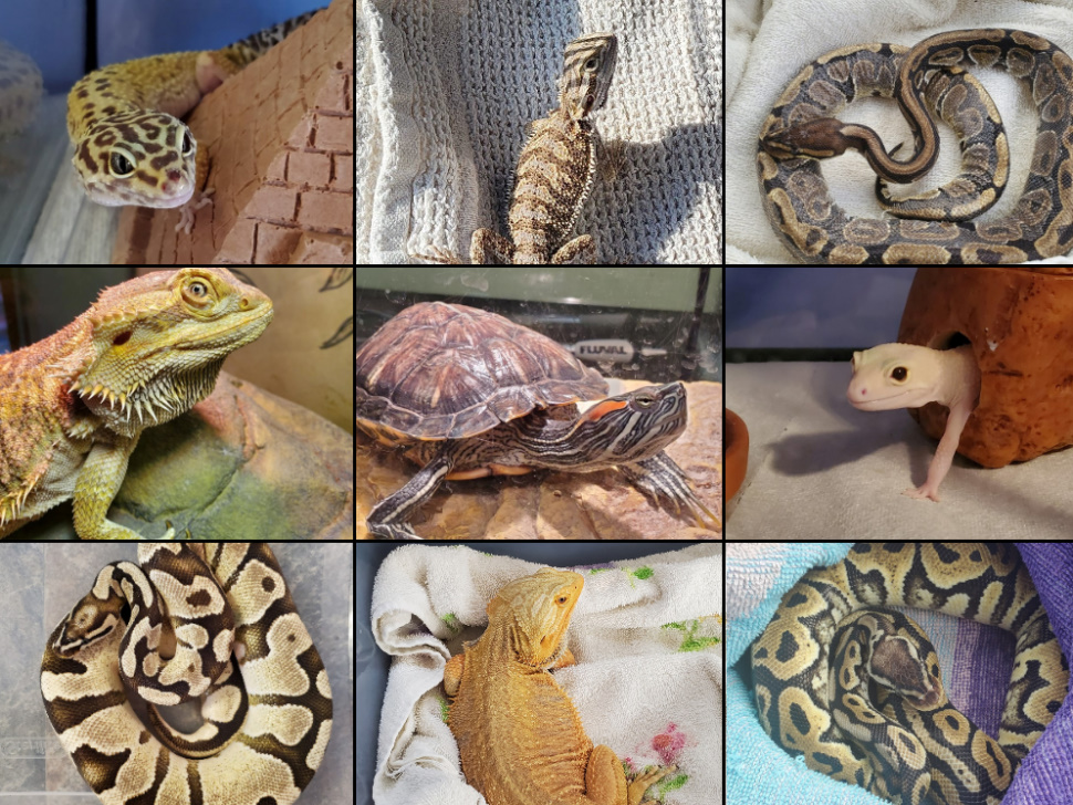 Reptiles
