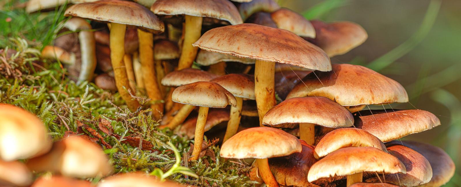 Agaricus