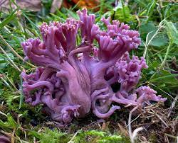 Clavaria