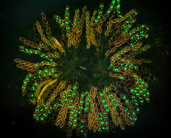 Neurospora