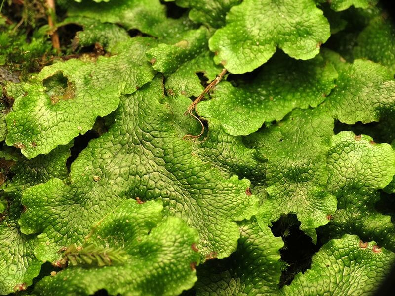 Liverworts