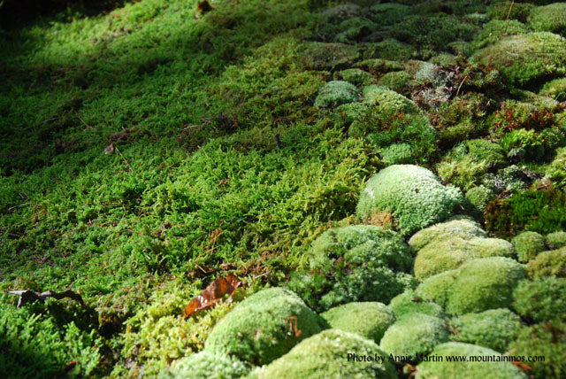Mosses