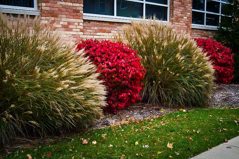 Shrubs