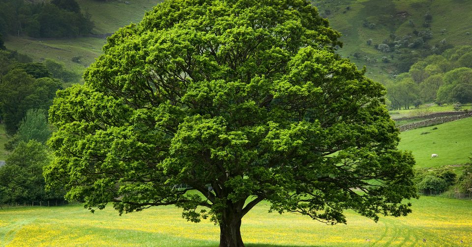 Trees