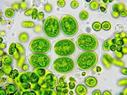 Algae