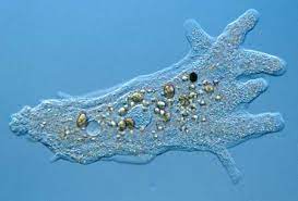 Amoeba