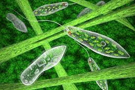 Euglena